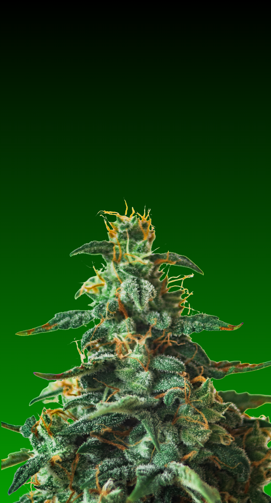 15% Off Seeds